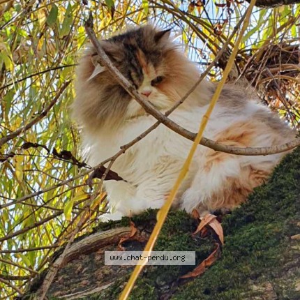 Photo 1/1 venus Chat perdu à Saint Jean D Angely
