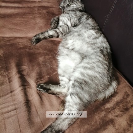 Photo de chat perdu à Herblay Sur Seine