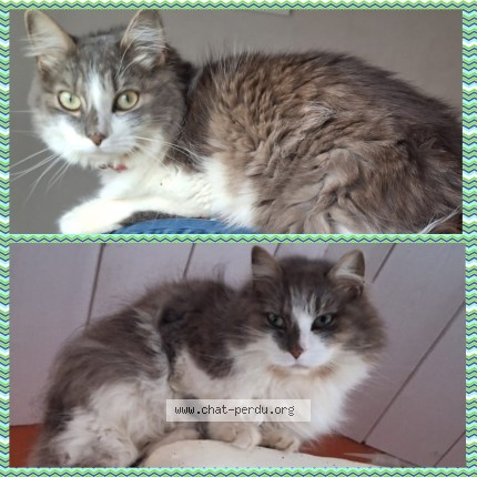 Photo de chat perdu à La Boissiere Des Landes