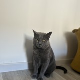 Mishu