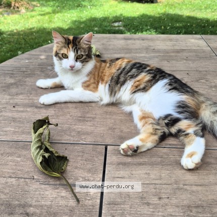 Photo de chat perdu à Orthez