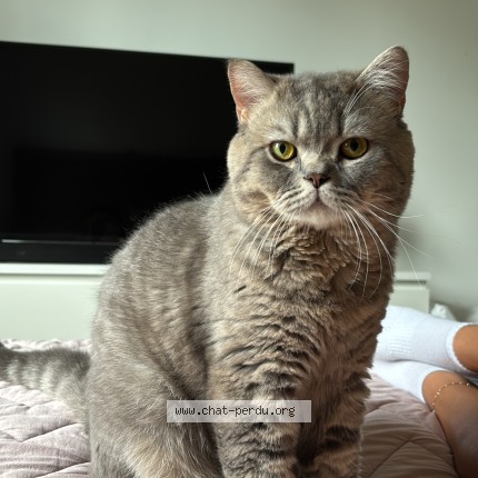 Photo de chat perdu à Cerny