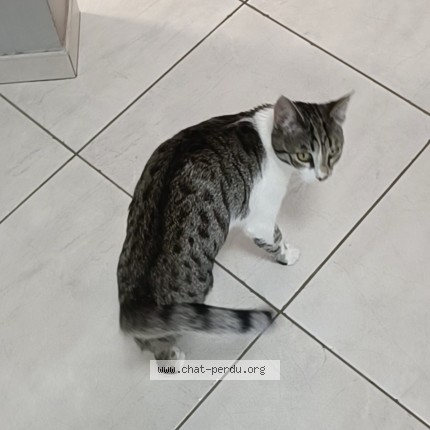 Photo de chat perdu à Morangis
