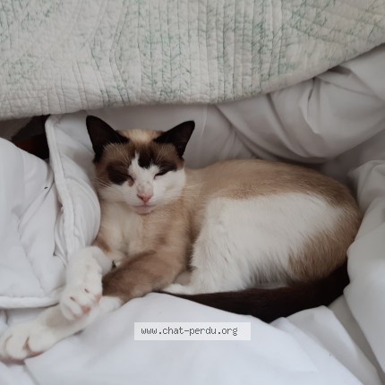 Photo 1/1 Tara Chat perdu à Nieul Sur Mer