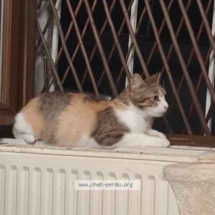 Photo 1/1 Chat retrouvé Perdu à Saint Savin