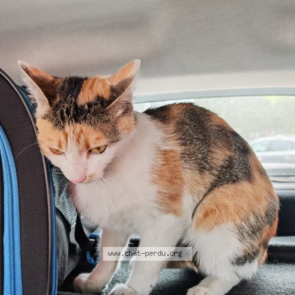 Photo 1/1 Chat trouvé Trouvé à Le Perreux Sur Marne