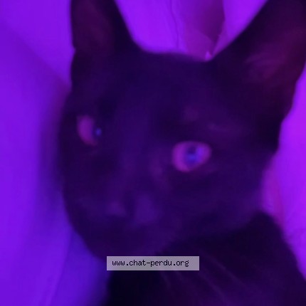 Photo 1/1 beerus Chat perdu à Villeurbanne