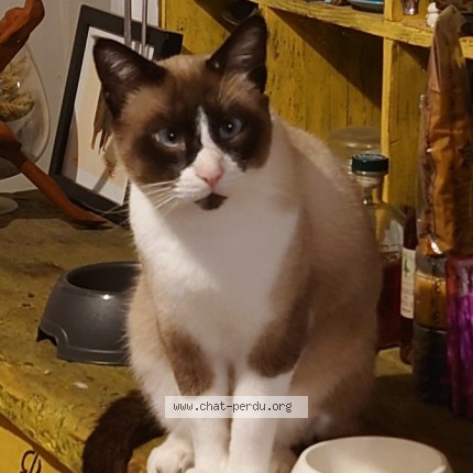 Photo de chat perdu à Nimes