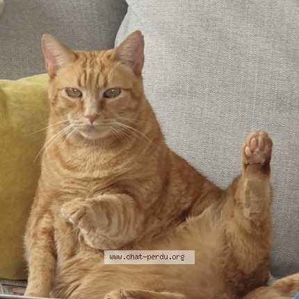 Photo de chat perdu à Les Moutiers En Retz