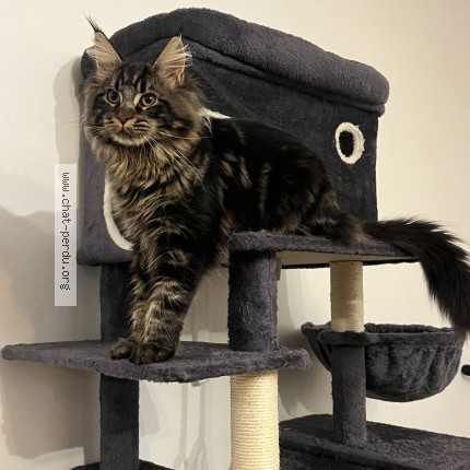 Photo de chat perdu à St Piat