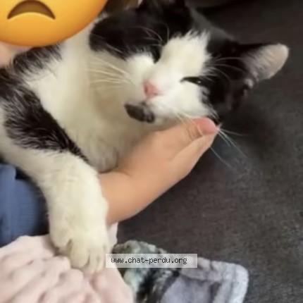 Photo de chat perdu à Mons En Laonnois