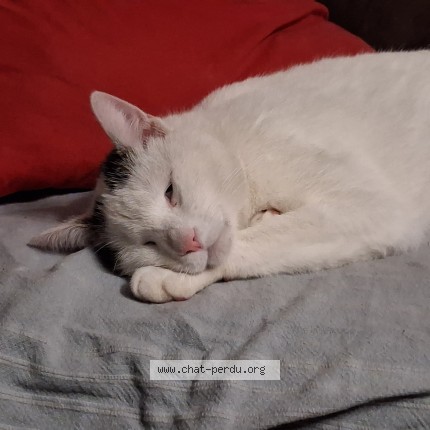 Photo de chat perdu à Niort