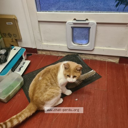 Photo de chat perdu à Le Rove