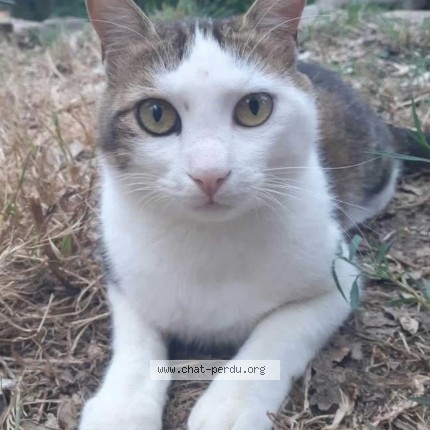 Photo de chat perdu à Rocbaron