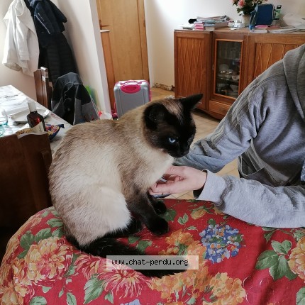 Photo de chat perdu à Magny En Vexin