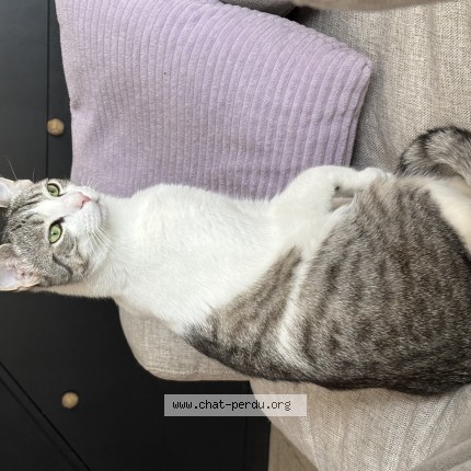 Photo de chat perdu à Precy Sur Oise