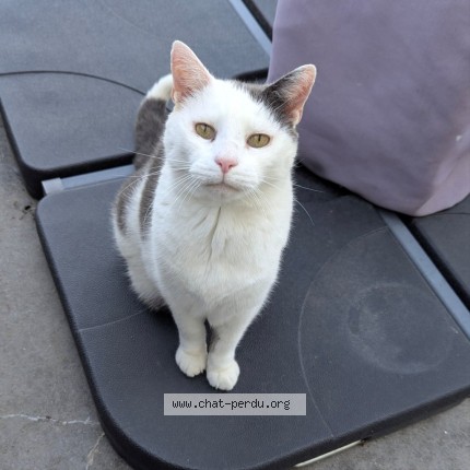 Photo 1/1 Mouk Chat perdu à Les Sorinieres