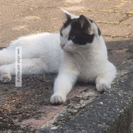 Photo 1/1 Chat trouvé Trouvé à Anderlecht