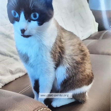 Photo de chat perdu à Villeneuve Loubet