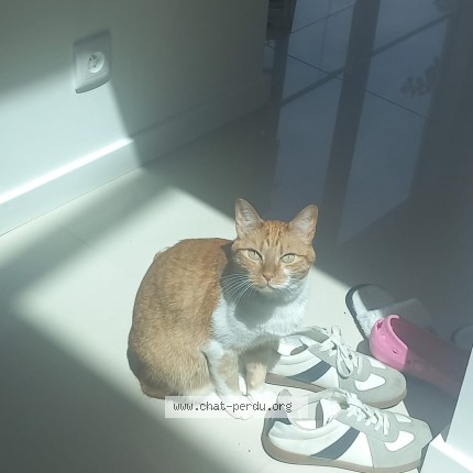 Photo 1/1 FOFINHO Chat perdu à Saint Maur Des Fosses