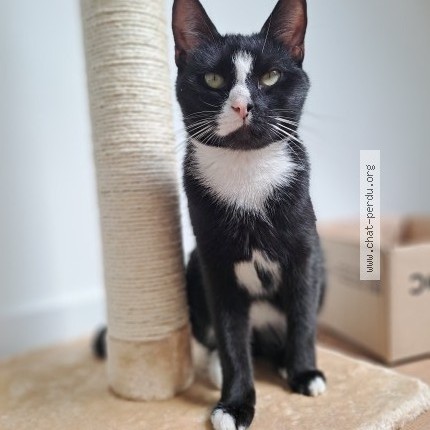 Photo 1/1 Chat trouvé Trouvé à Berchem Saint Agathe