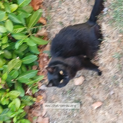 Photo 1/1 Chat trouvé Trouvé à Art Sur Meurthe