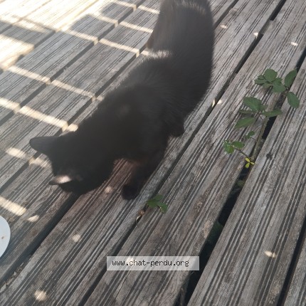 Photo 1/1 Chat trouvé Trouvé à Sanchey
