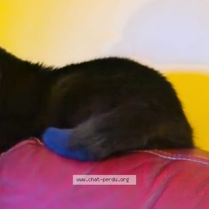 Photo de chat perdu à Gap