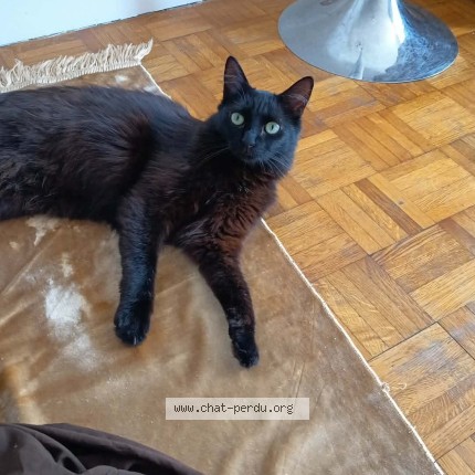 Photo de chat perdu à St Etienne