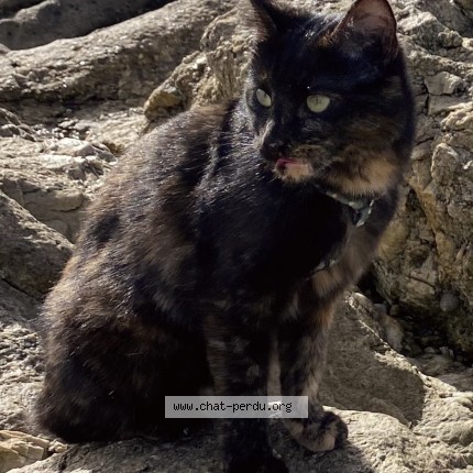 Photo de chat perdu à Lohuec