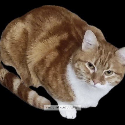 Photo de chat perdu à Tille
