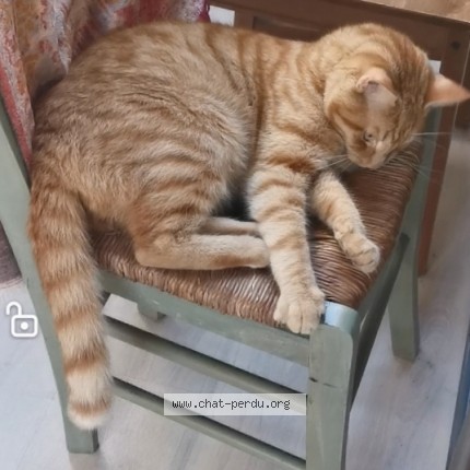 Photo 1/1 Chat retrouvé Perdu à Bruxelles