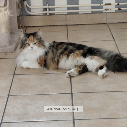 Photo de chat perdu à Arras