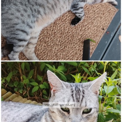 Photo 1/1 Sojaa Chat perdu à Rouvroy