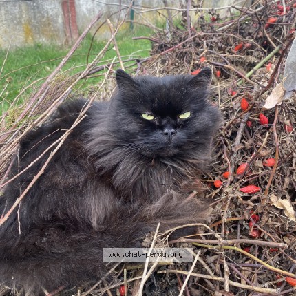 Photo 1/1 Chat retrouvé Perdu à Montenescourt