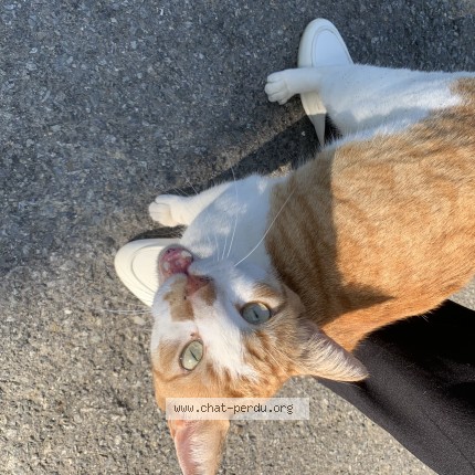 Photo 1/1 Chat trouvé Trouvé à Saint Gilles