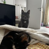 pepel