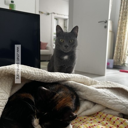 Photo 1/1 pepel Chat perdu à Schaerbeek Schaarbeek