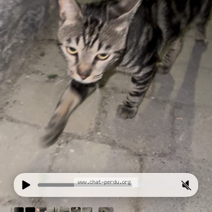 Photo 1/1 Chat trouvé Trouvé à Reims