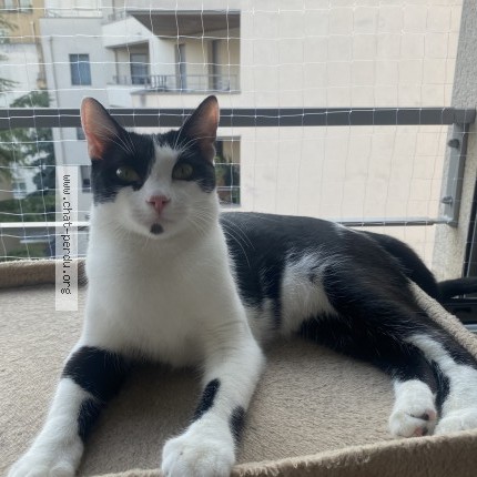 Photo 1/1 Chat retrouvé Perdu à Villeurbanne