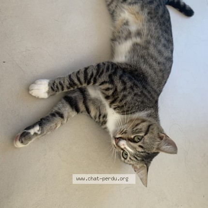 Photo de chat perdu à Carnoules