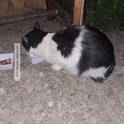 Photo 3/3 Chat trouvé Trouvé à Alzon