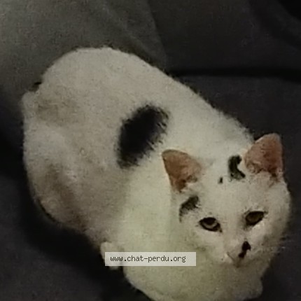 Photo 1/1 N̈énette Chat perdu à Carhaix Plouguer