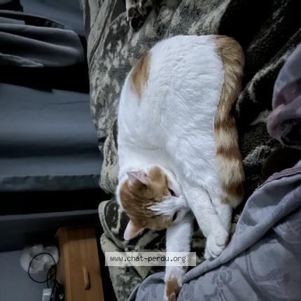 Photo de chat perdu à Montauban