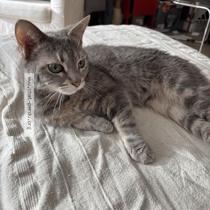 Photo 4/4 Chat retrouvé Perdu à Arzon