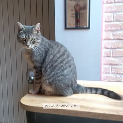 Photo de chat perdu à Dunkerque