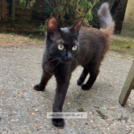 Photo 1/2 Chat trouvé Trouvé à Suresnes