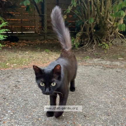 Photo 2/2 Chat trouvé Trouvé à Suresnes