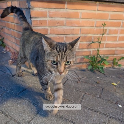 Photo 1/1 Chat trouvé Trouvé à Woluwe Saint Lambert