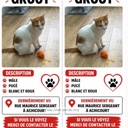 Photo 1/1 Groot Chat perdu à Achicourt